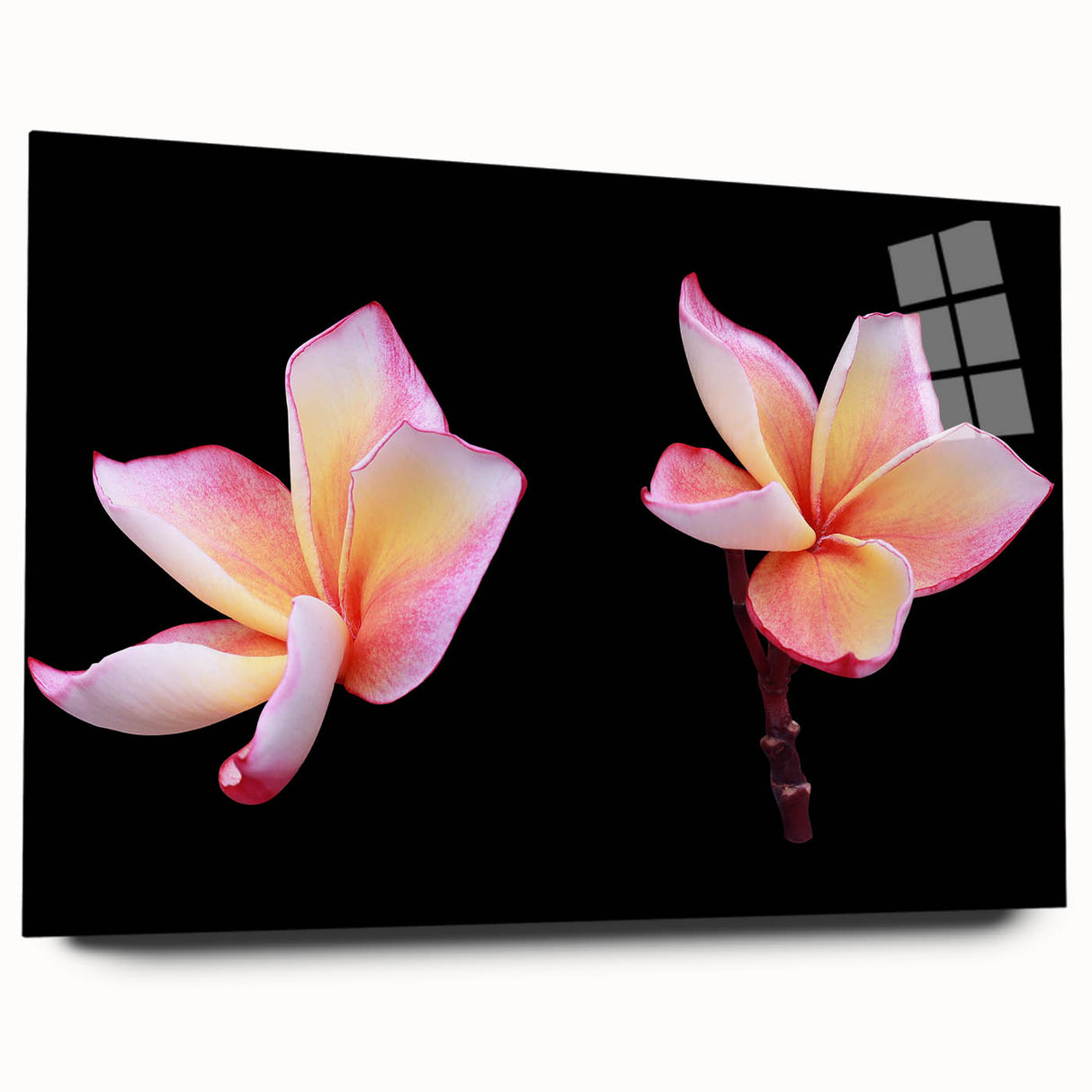 Side view of a botanical dogwood wall art collection featuring vibrant floral designs printed on acrylic glass, showcasing intricate details and colors suitable for home decor.