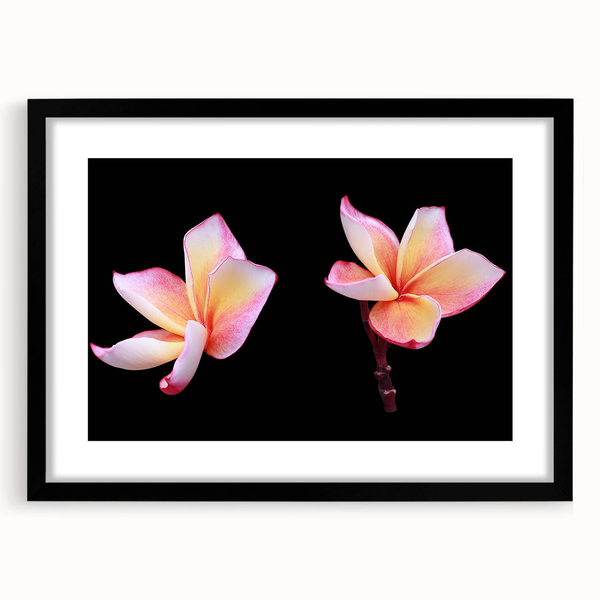 Botanical dogwood wall art collection in a black frame, showcasing intricate floral designs with a white mat, perfect for home decor. Ideal for nature enthusiasts.