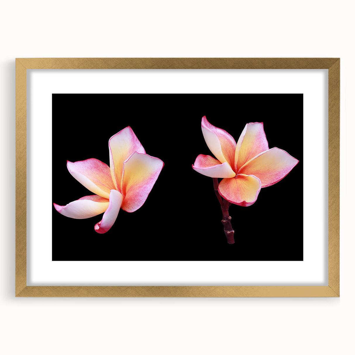 Elegant gold-framed botanical wall art featuring a vibrant dogwood flower design, showcasing intricate details and a stylish mat, perfect for home decor.
