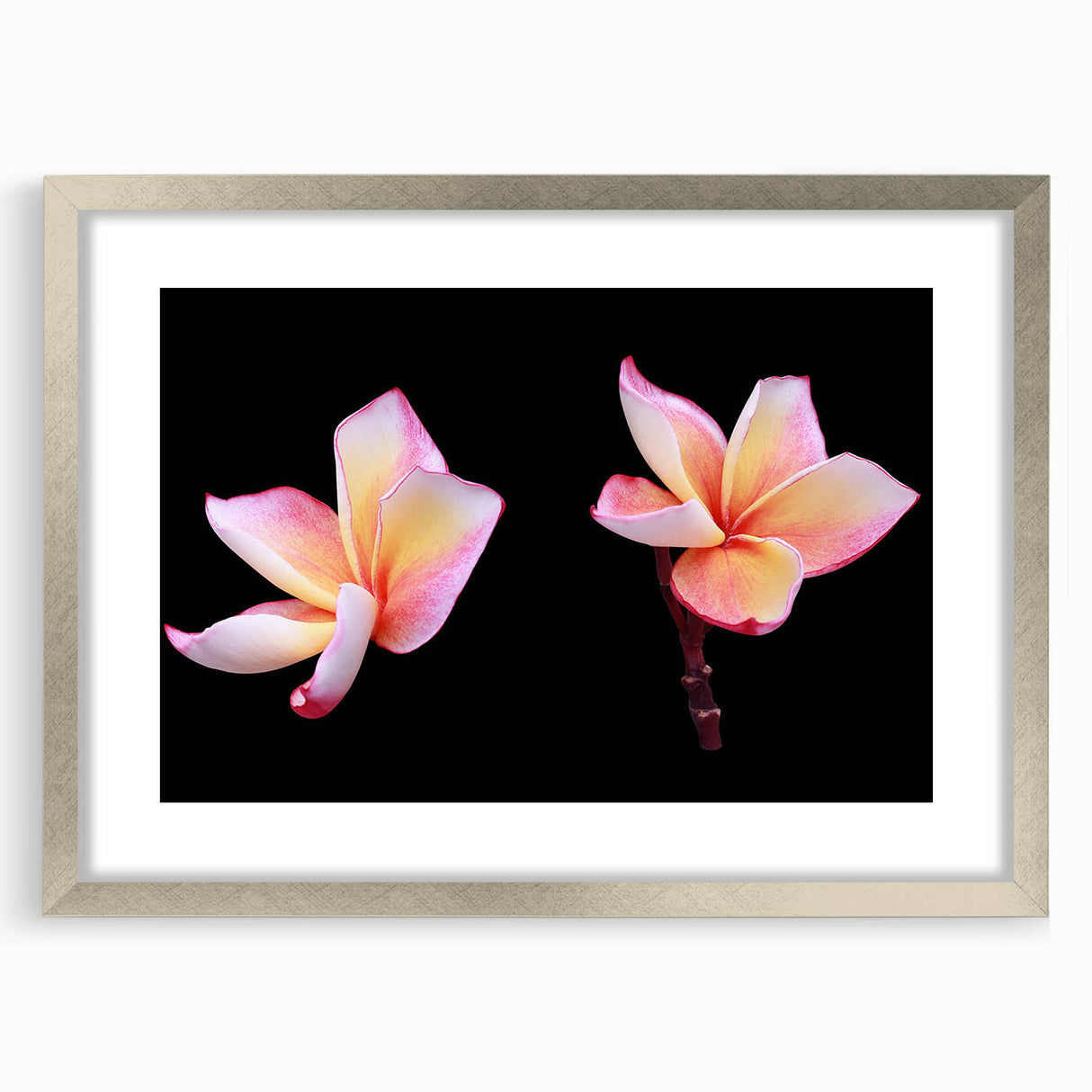 Botanical wall art featuring a silver-framed dogwood design with a mat. The elegant piece showcases intricate floral details, ideal for home decor enhancement.