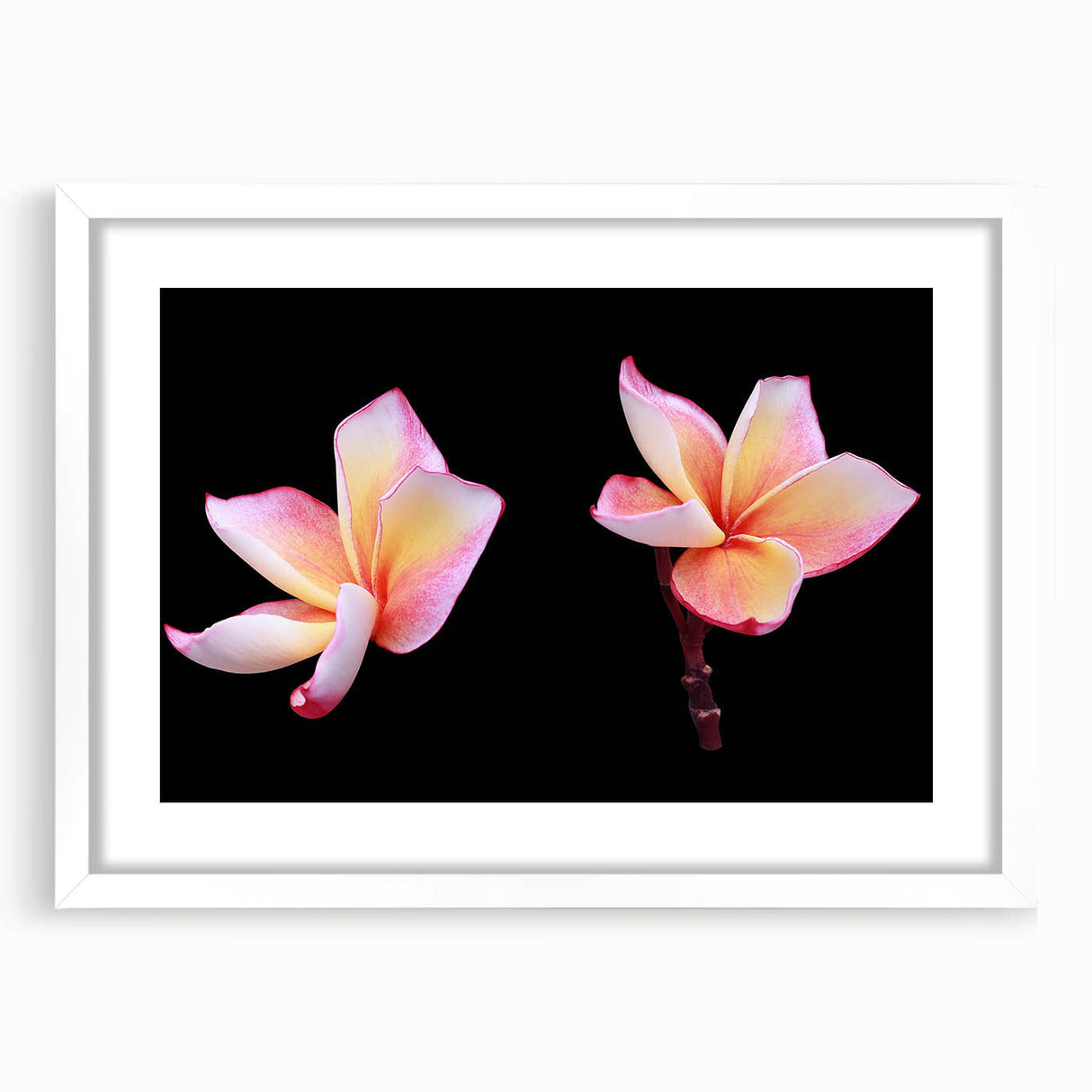 White-framed botanical wall art featuring a delicate dogwood flower design, elegantly matted for a refined look, ideal for enhancing home decor.