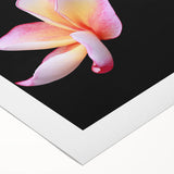 Vibrant rolled canvas showcasing a botanical dogwood flower design, perfect for home decor, featuring soft pink and white hues with intricate details.