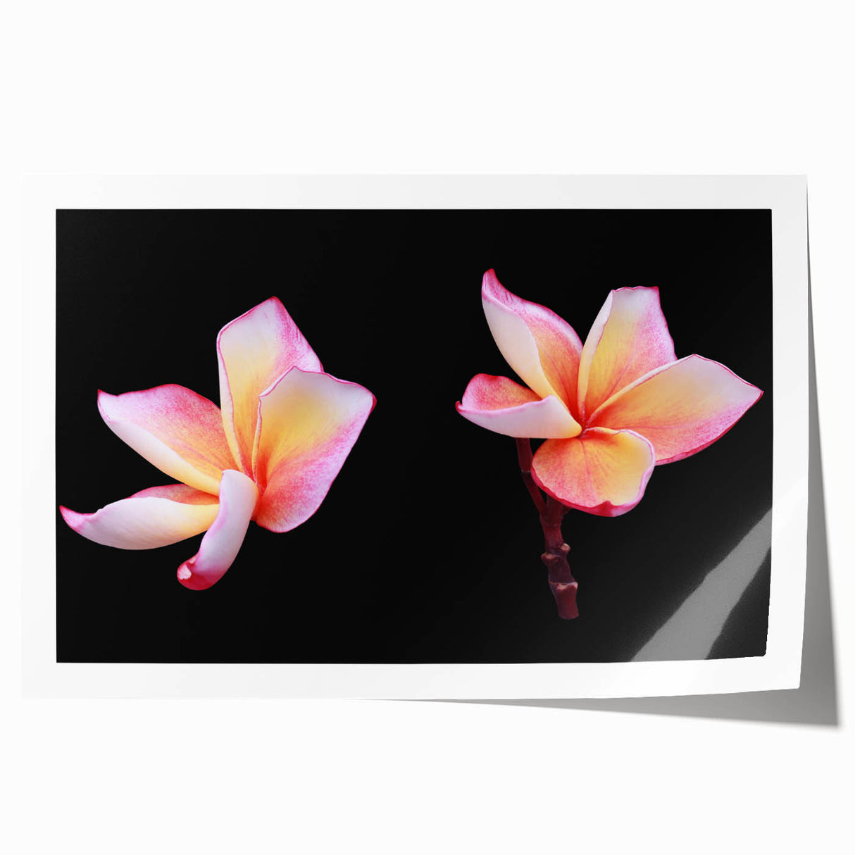 Botanical wall art print showcasing vibrant pink and white dogwood flowers, elegantly rolled for easy display and shipping, perfect for home decor enthusiasts.