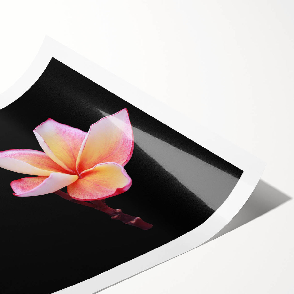 Botanical wall art print featuring a delicate dogwood flower design in soft pastels, rolled and ready for framing, ideal for home decor enthusiasts seeking nature-inspired aesthetics.