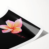 Botanical wall art print featuring a delicate dogwood flower design in soft pastels, rolled and ready for framing, ideal for home decor enthusiasts seeking nature-inspired aesthetics.
