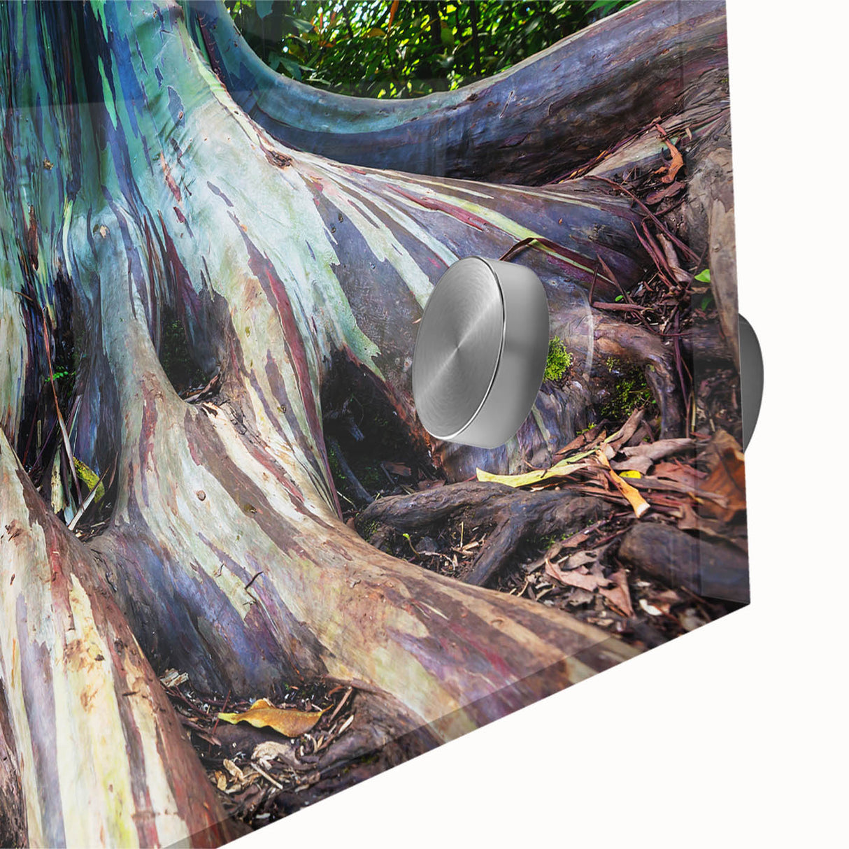 Close-up of a botanical wall art piece featuring lush green eucalyptus leaves on an acrylic glass surface, ideal for enhancing modern home decor with a touch of nature.
