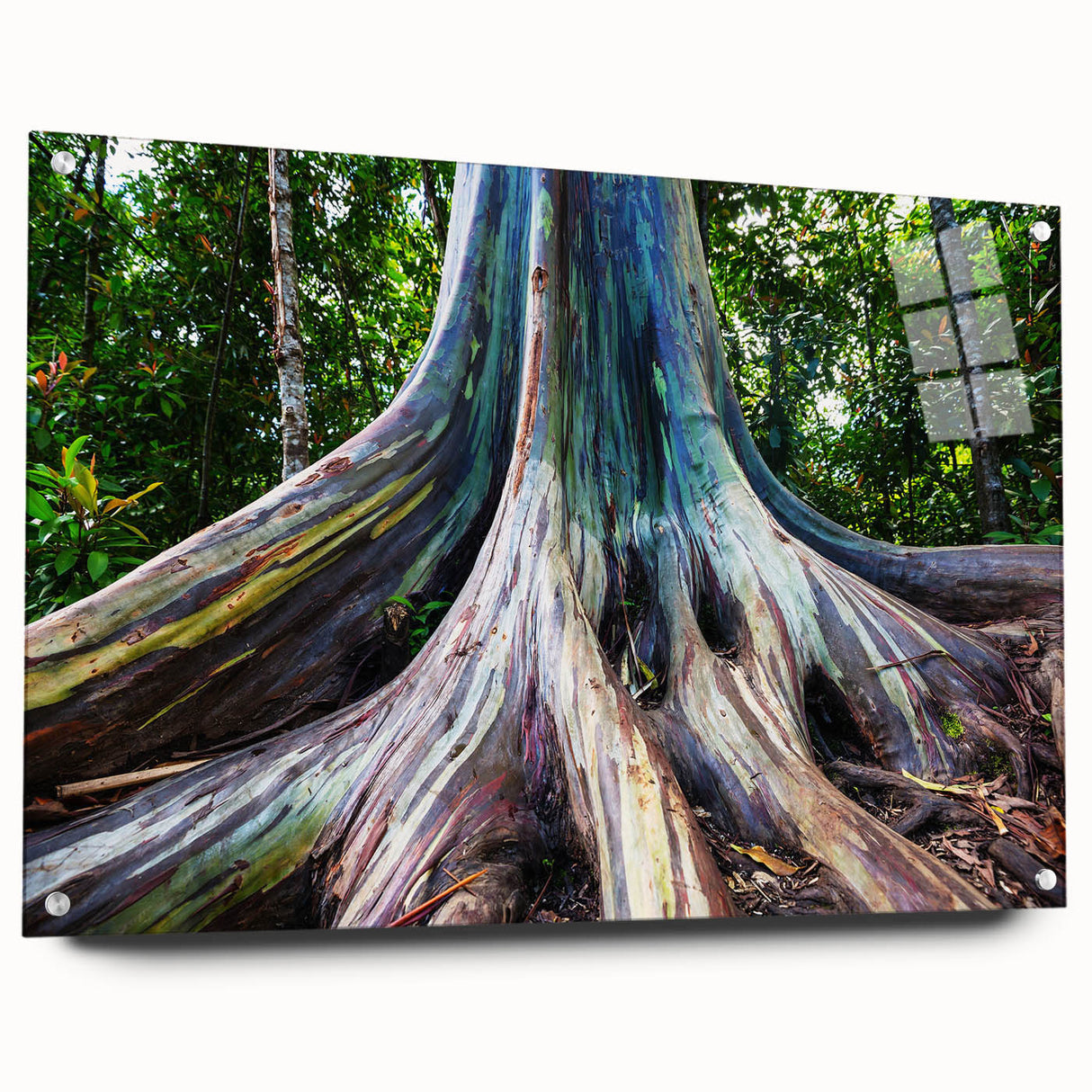 Eucalyptus botanical wall art displayed in an acrylic glass frame, showcasing intricate floral details and a modern aesthetic, perfect for home decor.