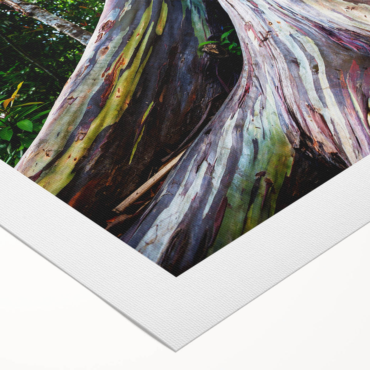 Eucalyptus botanical wall art design on rolled canvas, showcasing soft green leaves and delicate details, perfect for home decor or nature-themed spaces.