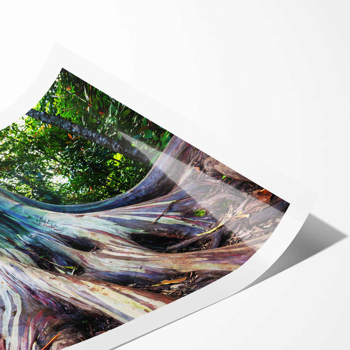 Elegant botanical wall art print showcasing lush eucalyptus leaves in various shades of green, rolled and ready for framing, perfect for nature-inspired decor.
