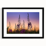 Black-framed wall art featuring a vibrant botanical design of fireweed flowers, elegantly matted, ideal for adding a touch of nature to home decor.