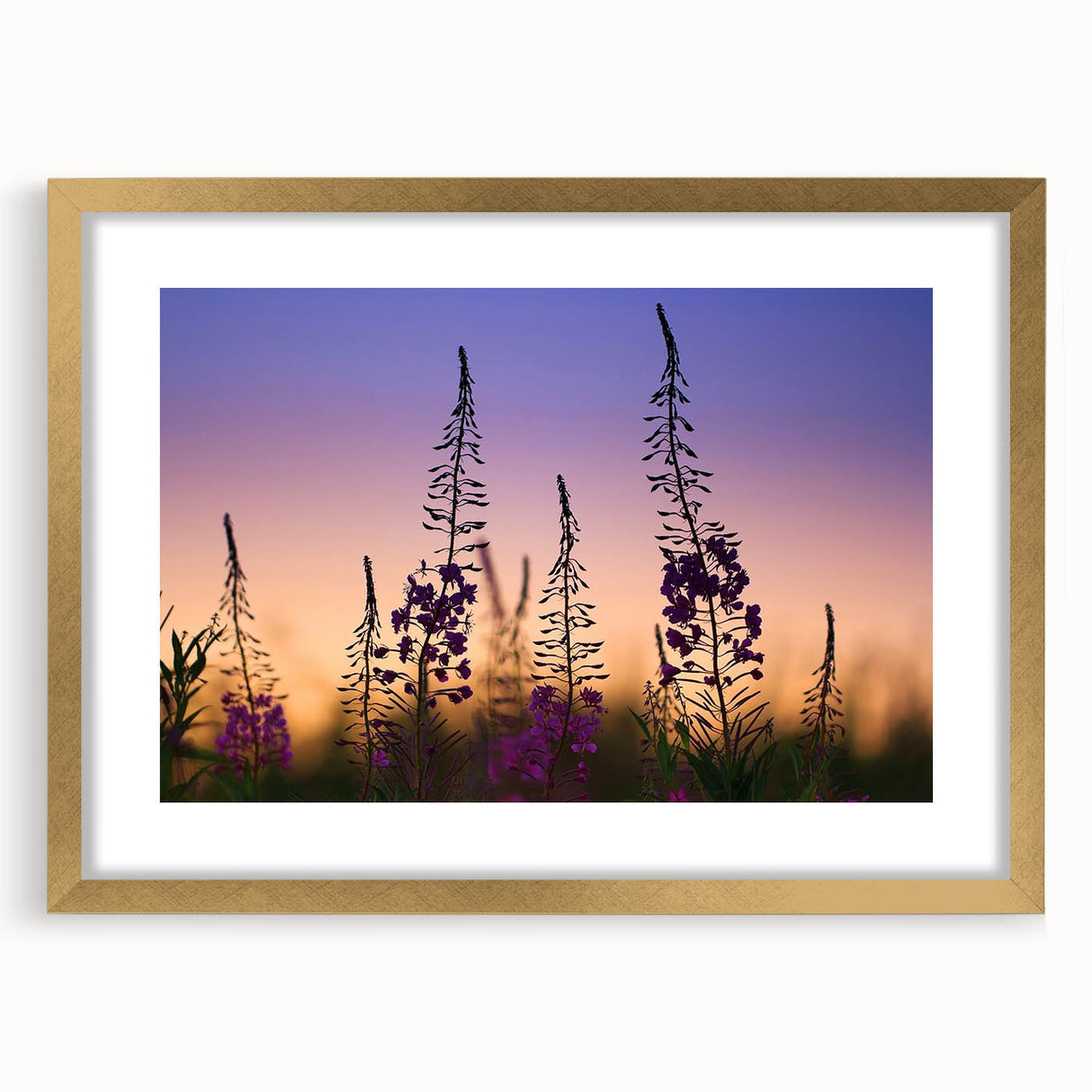 Botanical wall art featuring a vibrant fireweed design, framed in elegant gold with a mat, perfect for enhancing home decor with a touch of nature.