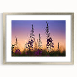 Framed botanical wall art showcasing vibrant fireweed flowers in a silver frame with a mat, perfect for adding a natural touch to home decor. Ideal for floral enthusiasts and modern interiors.