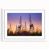 Botanical wall art featuring a vibrant fireweed design, framed with a white mat, showcasing intricate floral details and a modern aesthetic, perfect for home decor.