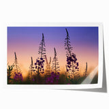 Delicate fireweed botanical wall art print showcasing vibrant pink and green hues, rolled for easy shipping and perfect for home decor enhancement.