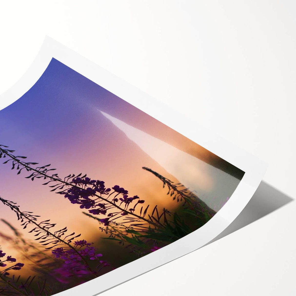 Vibrant botanical wall art print showcasing intricate fireweed design in vivid pinks and greens, rolled and ready for display, perfect for nature lovers.