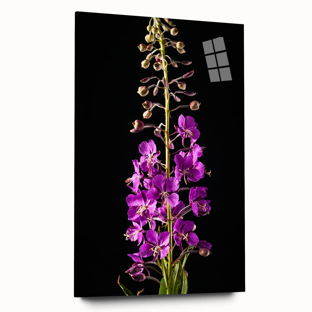 Vibrant fireweed botanical wall art design printed on acrylic glass, showcasing colorful floral details and a sleek side view, perfect for home decor.
