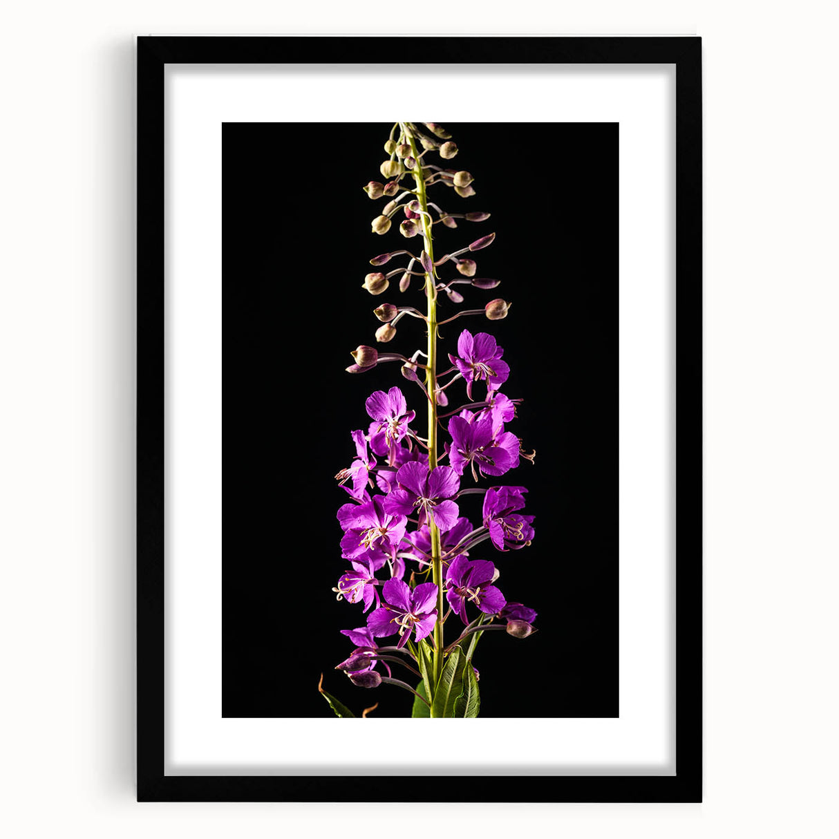 Botanical wall art featuring a vibrant fireweed design, framed in black with a mat, showcasing intricate floral details perfect for home decor enhancement.