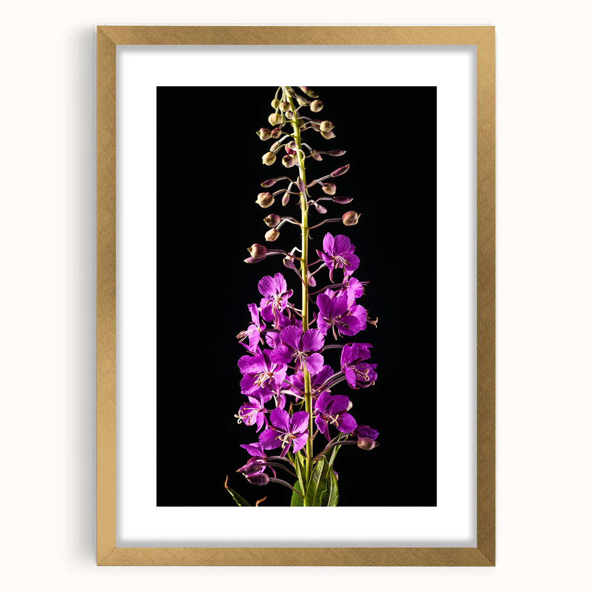 Framed botanical wall art featuring vibrant fireweed flowers set against a gold mat, perfect for home decor. The design adds a touch of nature-inspired elegance.