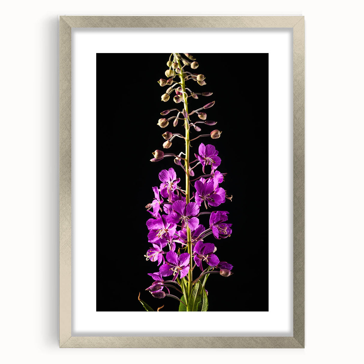 Framed botanical wall art featuring a delicate fireweed design, elegantly presented with a silver frame and mat, perfect for home decor enhancement.