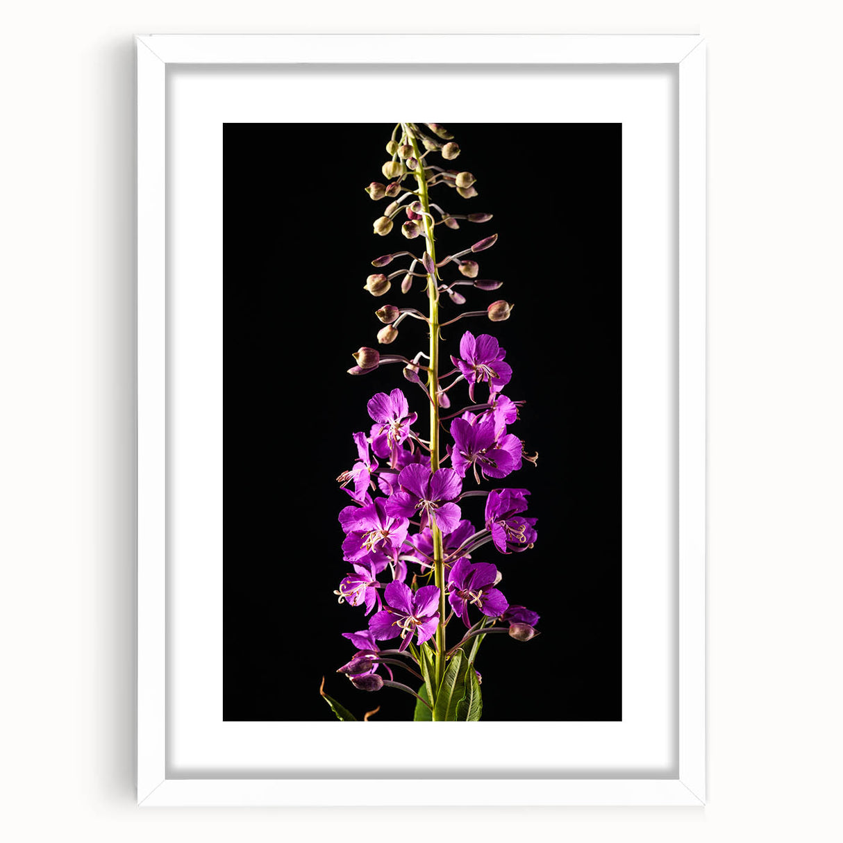 Botanical wall art featuring vibrant fireweed flowers in a decorative frame with a white mat, ideal for enhancing modern home décor with a natural touch.