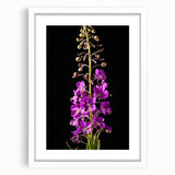 Botanical wall art featuring vibrant fireweed flowers in a decorative frame with a white mat, ideal for enhancing modern home décor with a natural touch.