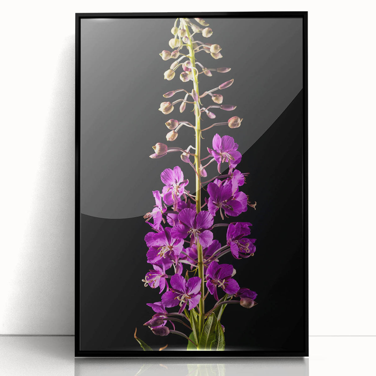 Framed acrylic wall art featuring a botanical fireweed design in vibrant colors, showcased in a sleek black frame, perfect for enhancing modern decor.
