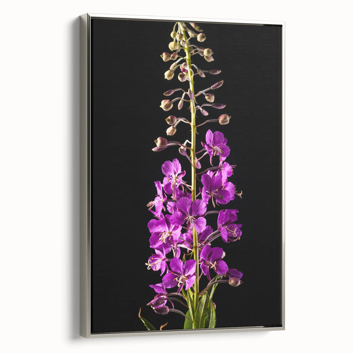 Framed botanical wall art featuring vibrant fireweed flowers on a textured canvas, set against a sleek silver frame, ideal for home décor and nature enthusiasts.