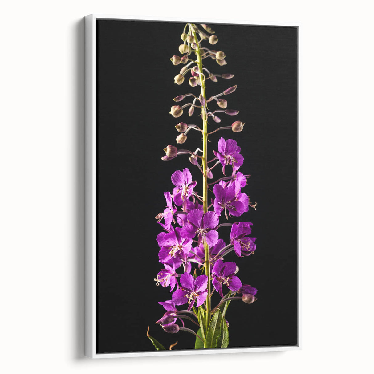 Framed canvas wall art showcasing a vibrant fireweed botanical design, featuring detailed floral illustrations against a white background, ideal for home decor.