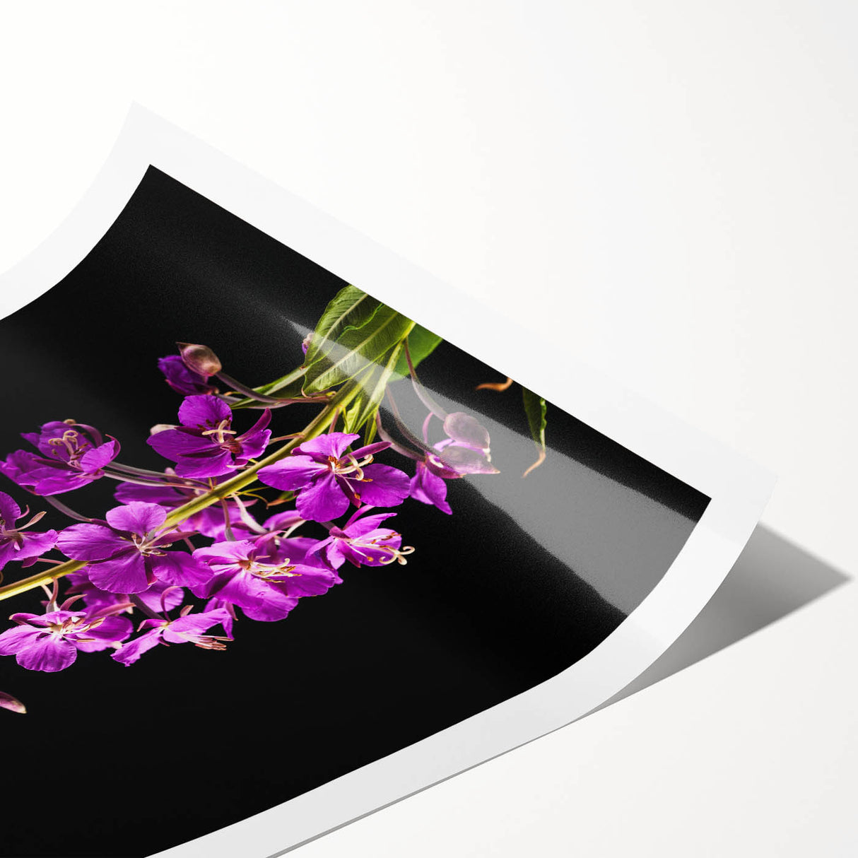 Vibrant botanical wall art featuring a detailed fireweed design, showcasing rich colors and intricate patterns, ideal for home decor and nature enthusiasts.