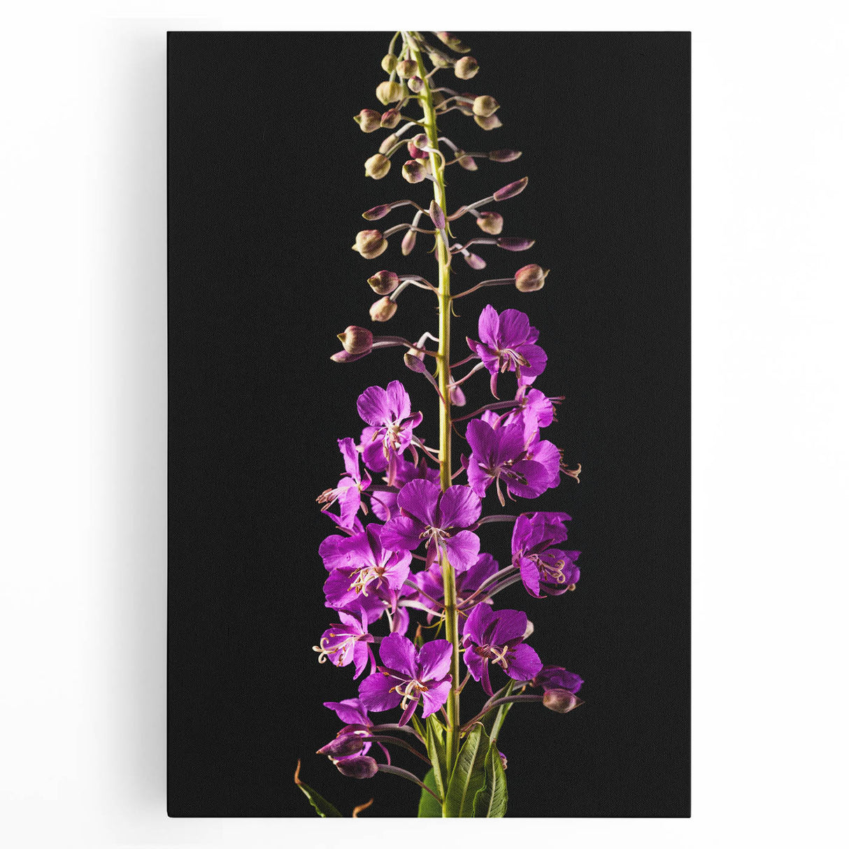 Vibrant stretched canvas wall art featuring a botanical fireweed design, showcasing rich colors and intricate floral details, perfect for home decor enhancement.