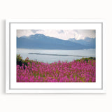 Botanical wall art featuring a vibrant fireweed design, elegantly framed in white with a mat, perfect for home decor. Ideal for nature lovers and modern interiors.