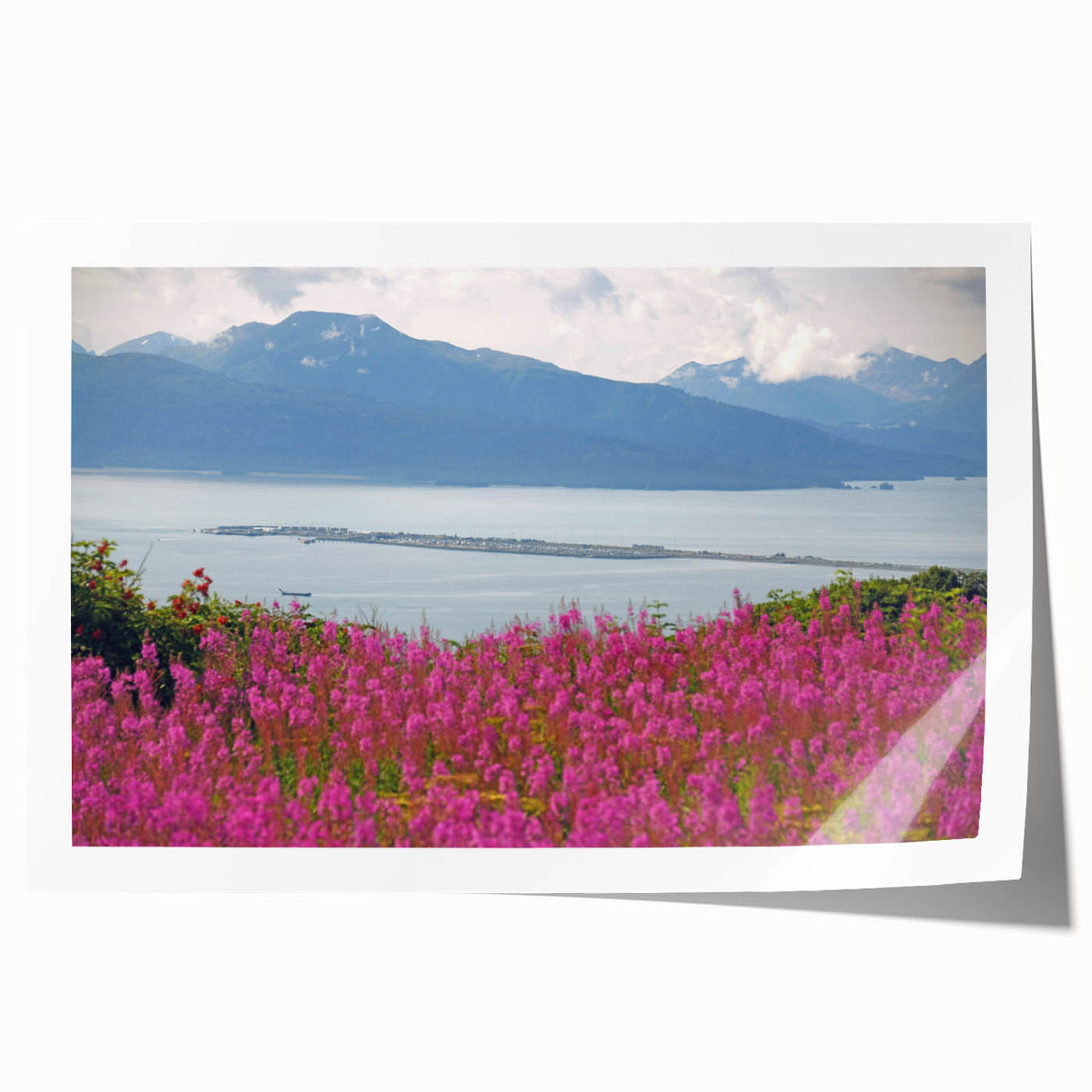 Botanical wall art print showcasing vibrant fireweed flowers in a lush green setting, rolled for easy transport and framed display, perfect for nature enthusiasts.