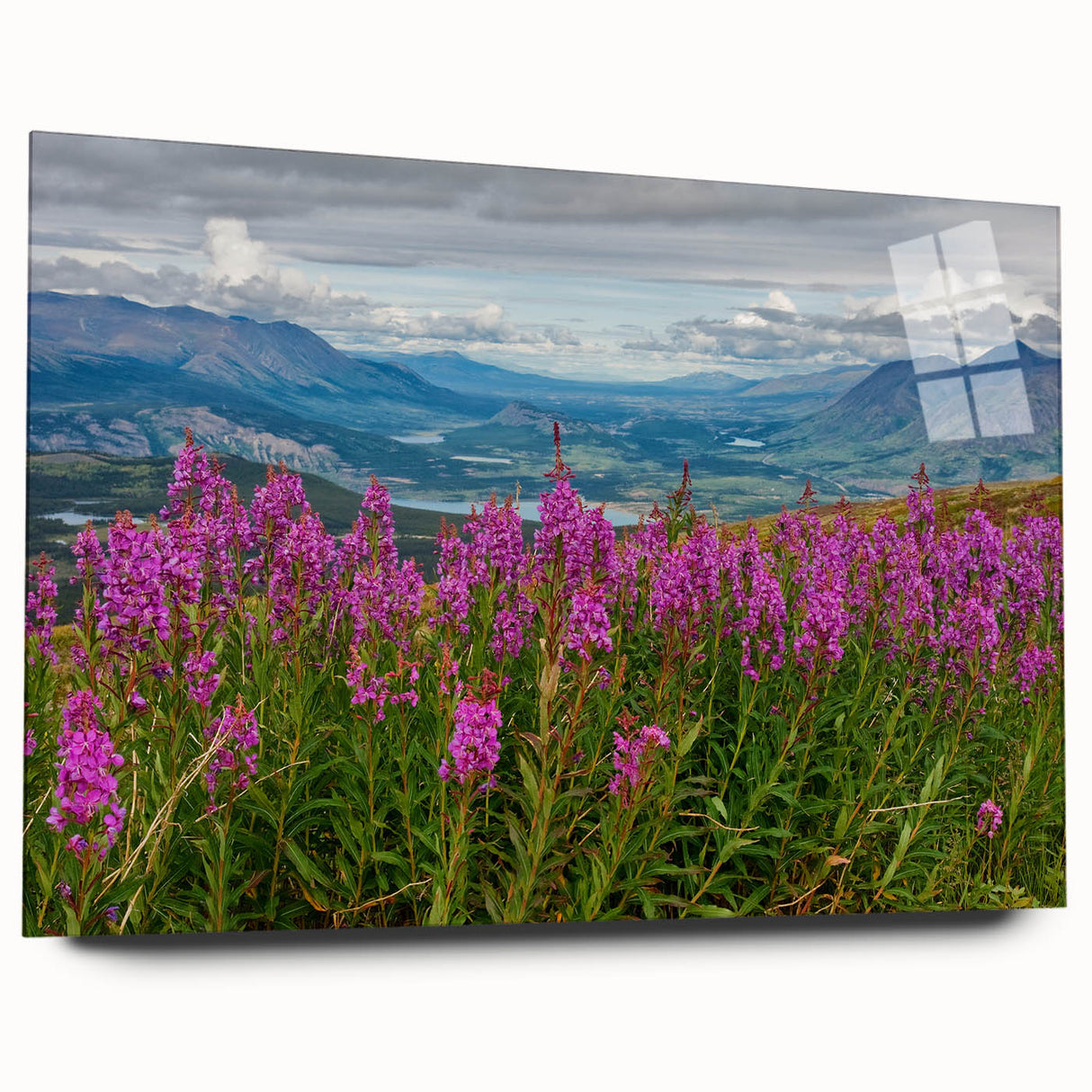 Acrylic glass wall art featuring a vibrant botanical fireweed design, showcasing rich colors and intricate details, ideal for modern home decor.
