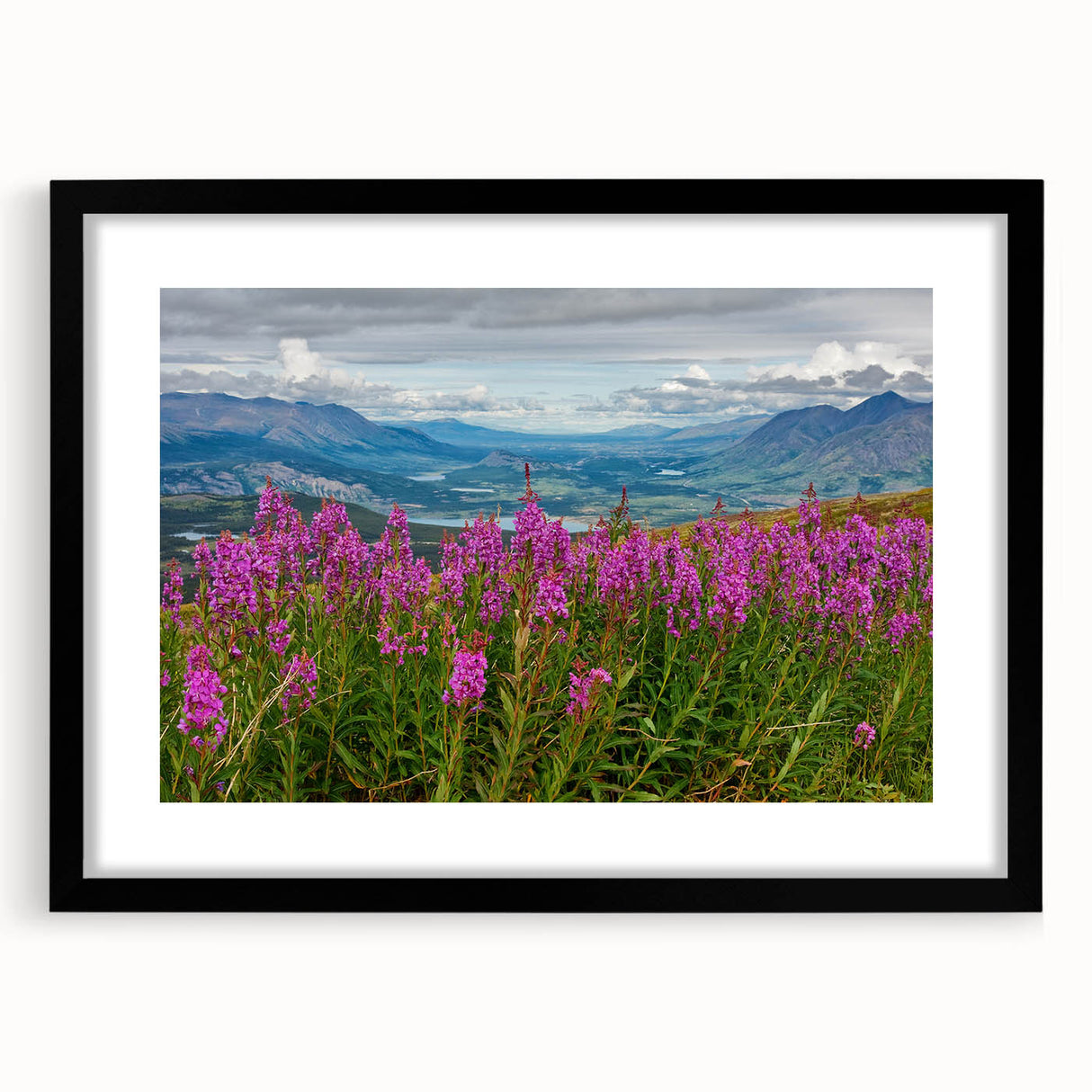 Black-framed wall art featuring a vibrant botanical fireweed design, showcasing intricate details and colors, ideal for home decor and nature-inspired aesthetics.