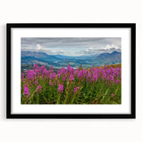 Black-framed wall art featuring a vibrant botanical fireweed design, showcasing intricate details and colors, ideal for home decor and nature-inspired aesthetics.