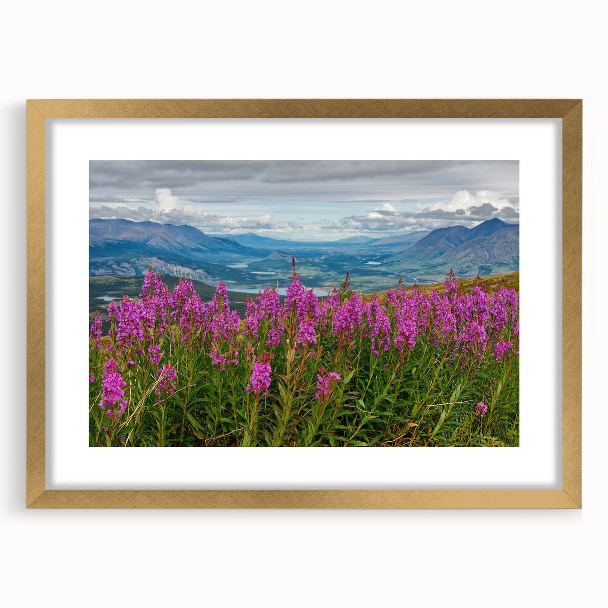 Botanical wall art featuring a vibrant fireweed design in a sleek gold frame with matting, perfect for enhancing home decor and adding a touch of nature.