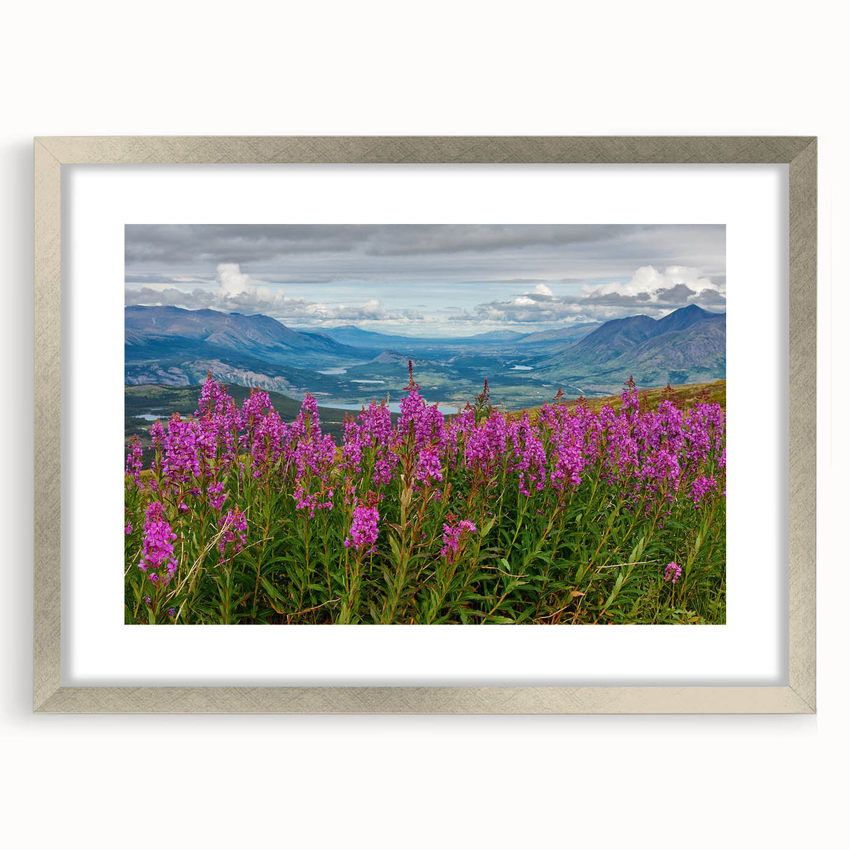 Beautiful botanical wall art featuring vibrant fireweed flowers in a silver frame with a mat, perfect for adding a touch of nature to home decor.