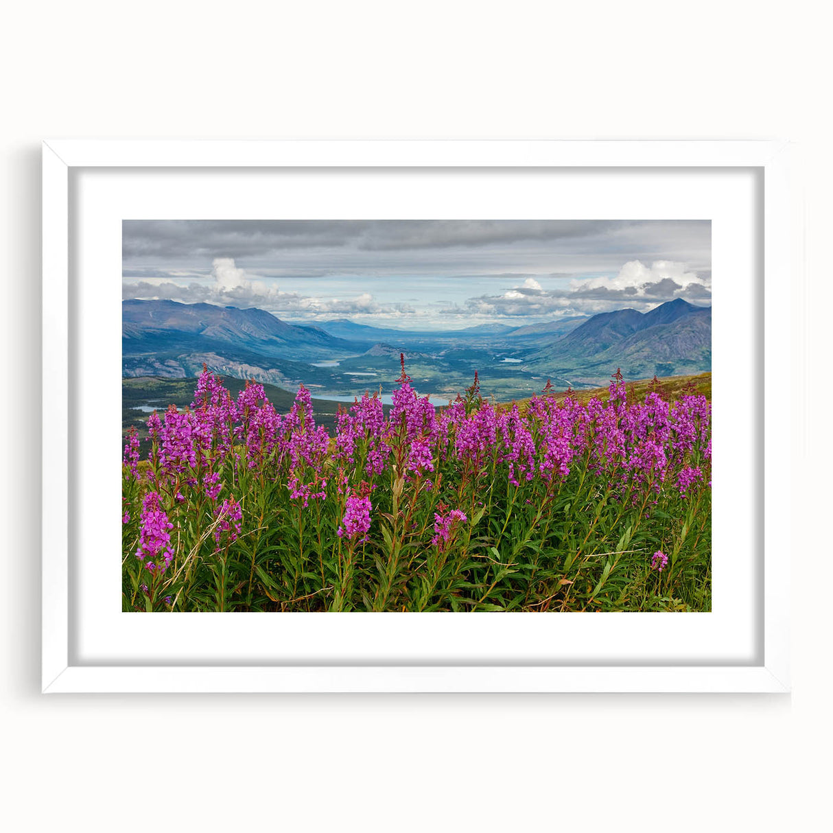 Botanical wall art featuring vibrant fireweed flowers in a modern white frame with a mat, perfect for enhancing home decor with natural elegance.