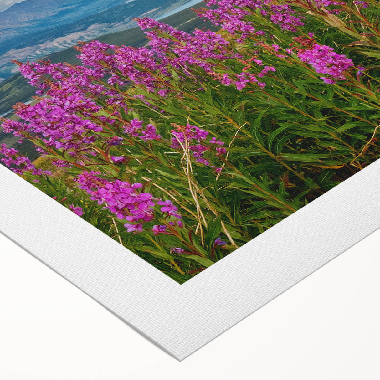 Vibrant rolled canvas art print showcasing a detailed botanical illustration of fireweed flowers, perfect for home decor, displayed in a protective cardboard tube.