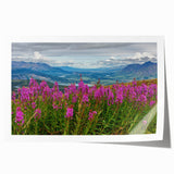 Vibrant botanical wall art print showcasing delicate fireweed flowers in a colorful design, rolled and ready for framing, perfect for nature-inspired decor.