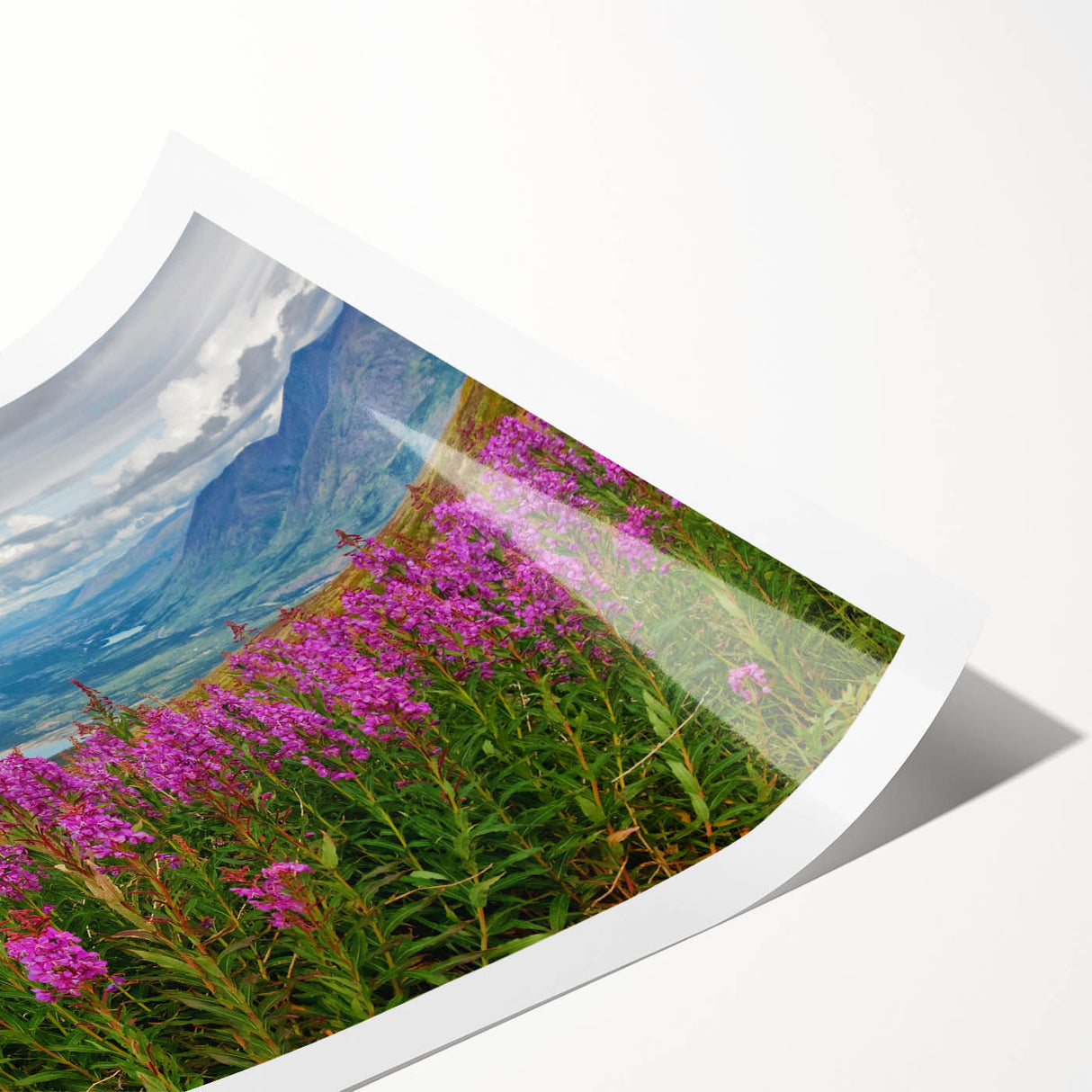 Botanical wall art print featuring vibrant fireweed flowers in shades of pink and green, elegantly rolled for easy framing and display. Ideal for nature enthusiasts.