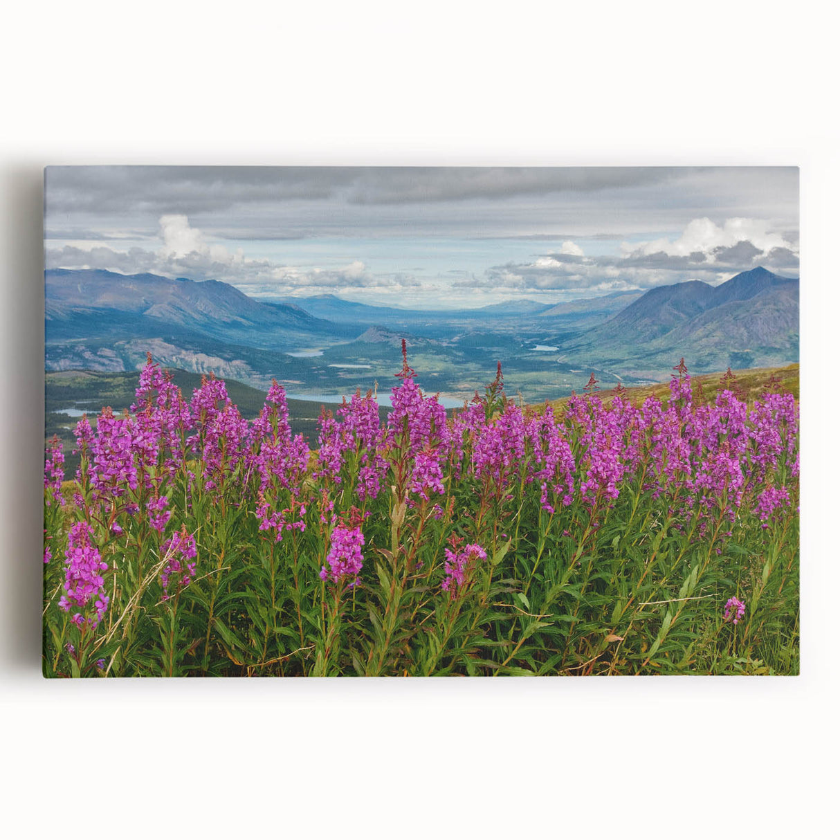 Vibrant botanical wall art featuring a fireweed design on stretched canvas, showcasing rich colors and intricate details, perfect for home decor and nature lovers.
