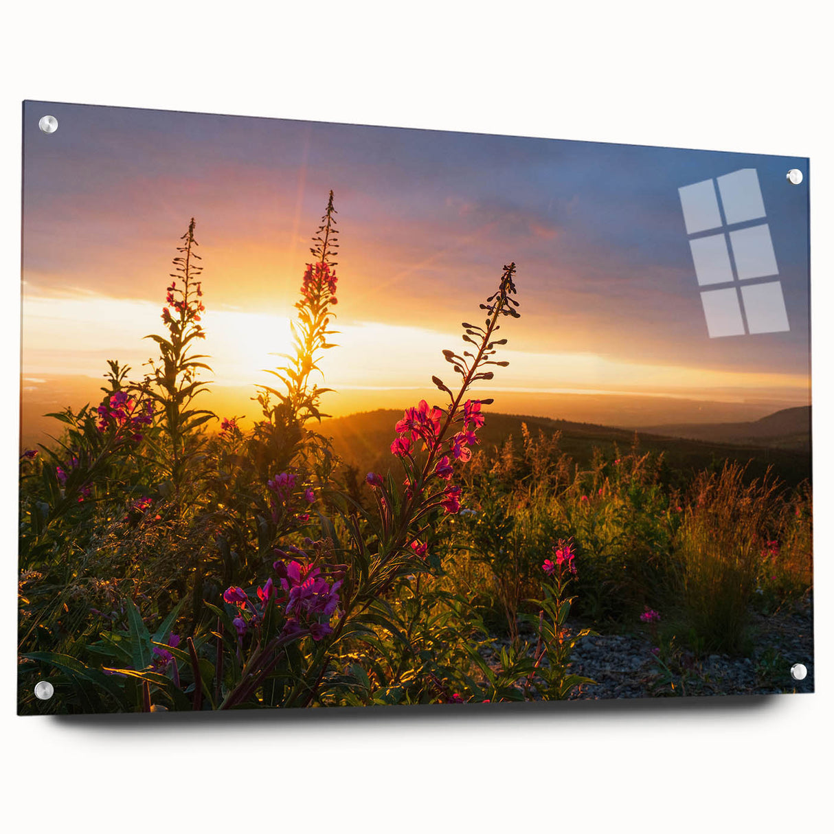 Acrylic glass wall art showcasing a botanical fireweed design, featuring vibrant colors and intricate details, displayed with metal pins for an elegant side view. Ideal for nature-inspired decor.