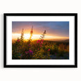 Botanical wall art print showcasing vibrant fireweed flowers in a sleek black frame with matting, perfect for enhancing modern decor in any room.