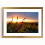 Gold-framed botanical wall art featuring vibrant fireweed design, elegantly matted for display. Perfect for enhancing home décor with a natural touch.