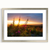 Framed botanical wall art featuring vibrant fireweed design, elegantly displayed with a silver frame and mat, perfect for home decor enhancement.