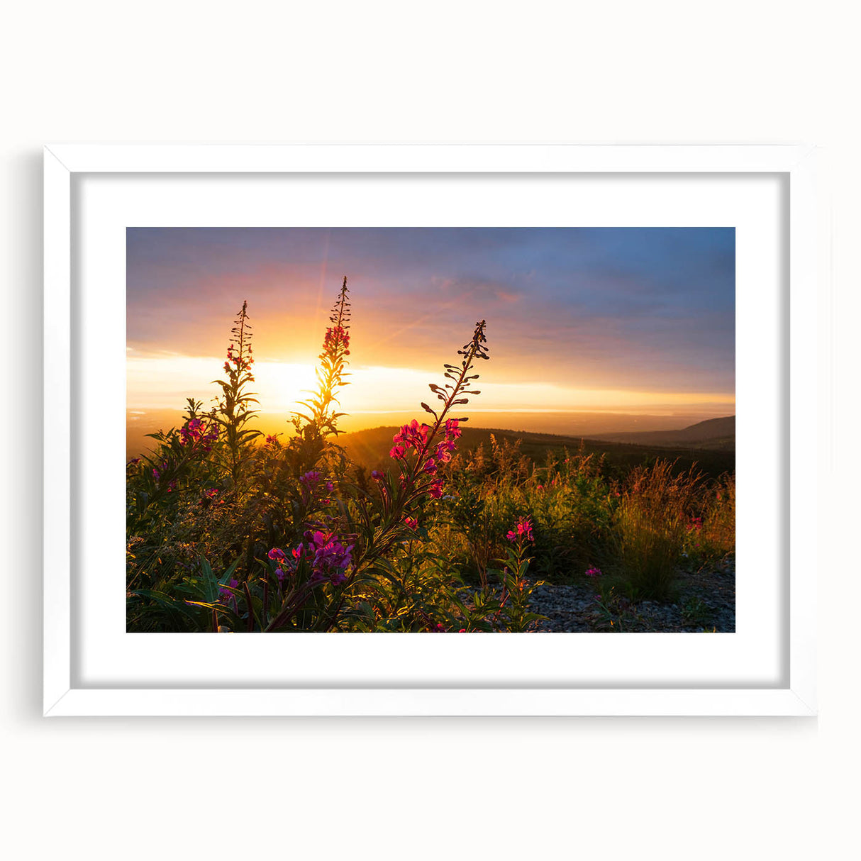 Botanical wall art featuring a vibrant fireweed design, elegantly framed in white with a mat, perfect for enhancing home decor with a touch of nature.