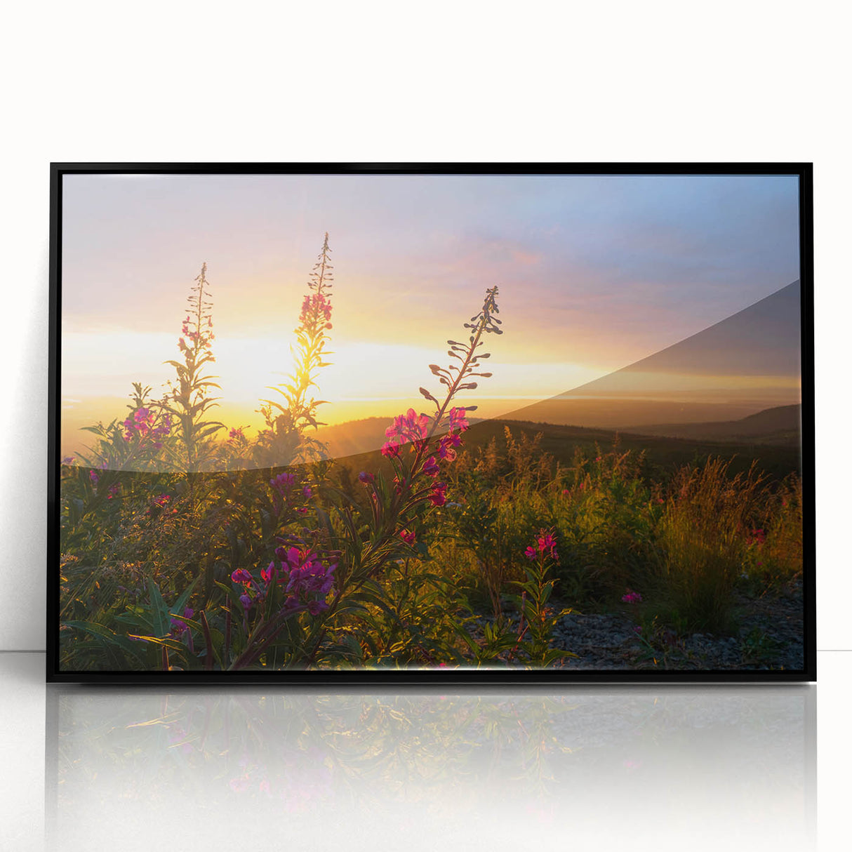 Framed botanical wall art featuring vibrant fireweed flowers in a black frame, showcasing intricate details and vivid colors, perfect for home decor.