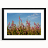 Framed black wall art showcasing a botanical fireweed design with a textured mat, ideal for home decor and nature enthusiasts. Perfect for adding elegance to any space.