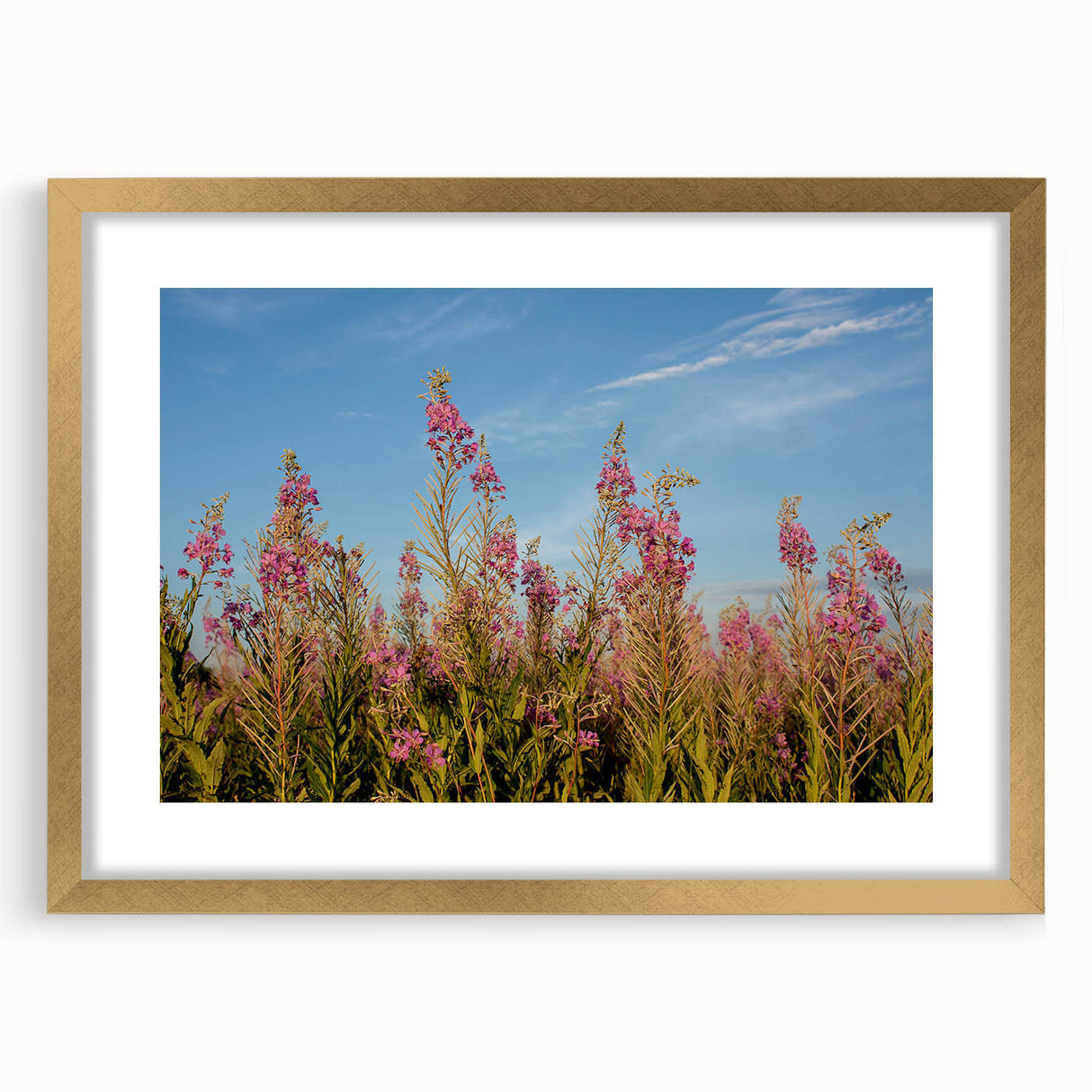 Elegant botanical wall art showcasing a vibrant fireweed design in a gold frame with a mat, perfect for home decor and nature-inspired interiors.